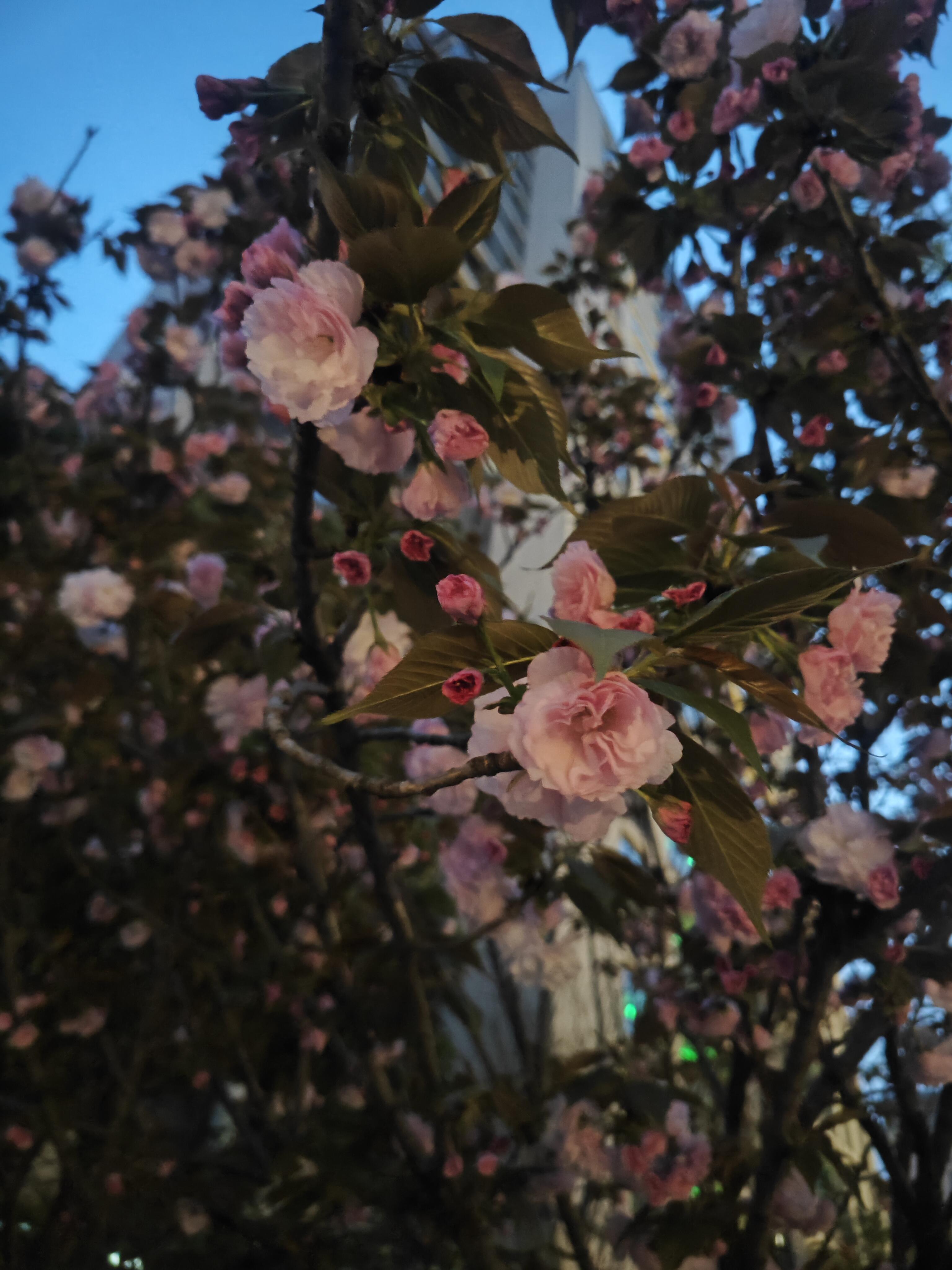 IMG_2871.jpeg